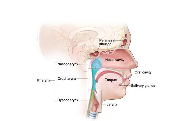 Head and Neck Cancer